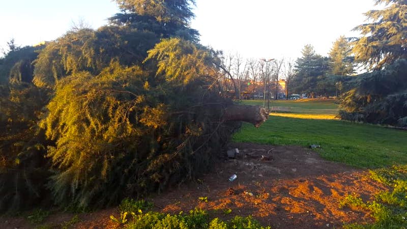 Alberi Sradicati E Rami Caduti Le Raffiche Di Vento Provocano Danni