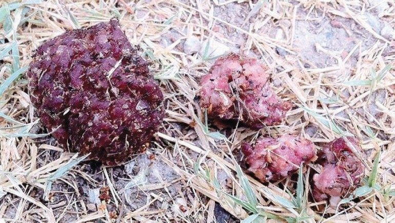 Allarme a San Giuliano per i bocconi killer: due cani trovati morti