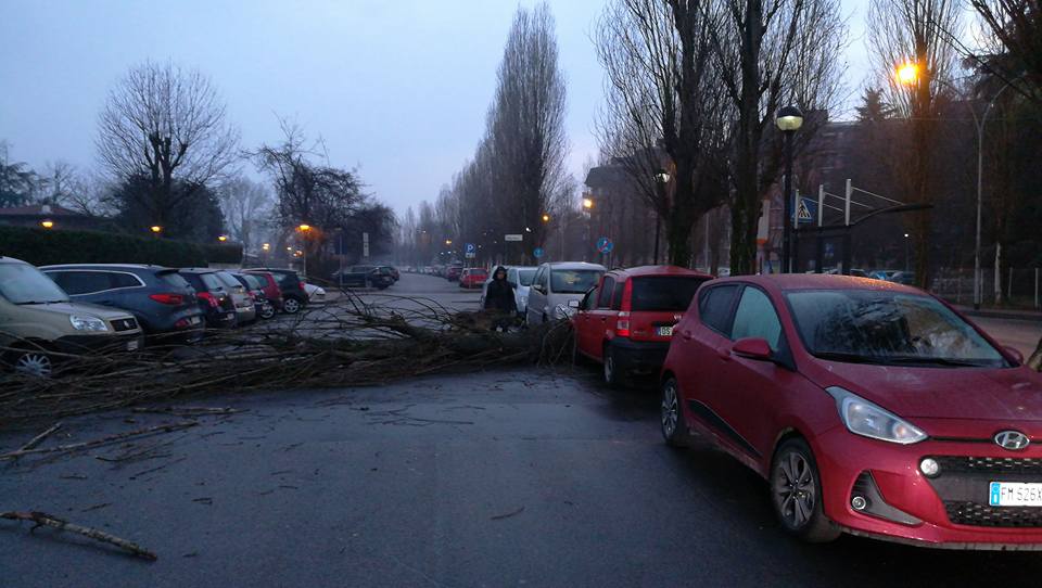 Assago, Albero piomba al suolo: macchina distrutta