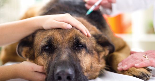 Come curare il pelo del cane in vista dell’estate