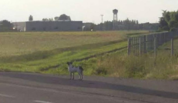 Salvano cane dalla strada, l’appello per trovare i due eroi