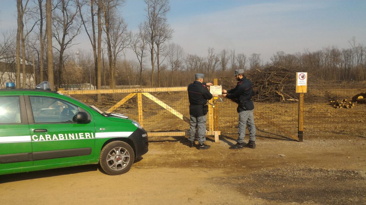 Distruggono un bosco per rubare la legna pregiata: fermati dalla Forestale