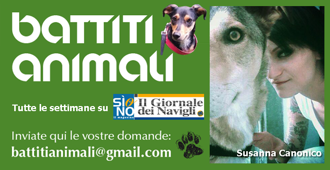 Rubrica Battiti Animali Il favoloso mondo di Amelie