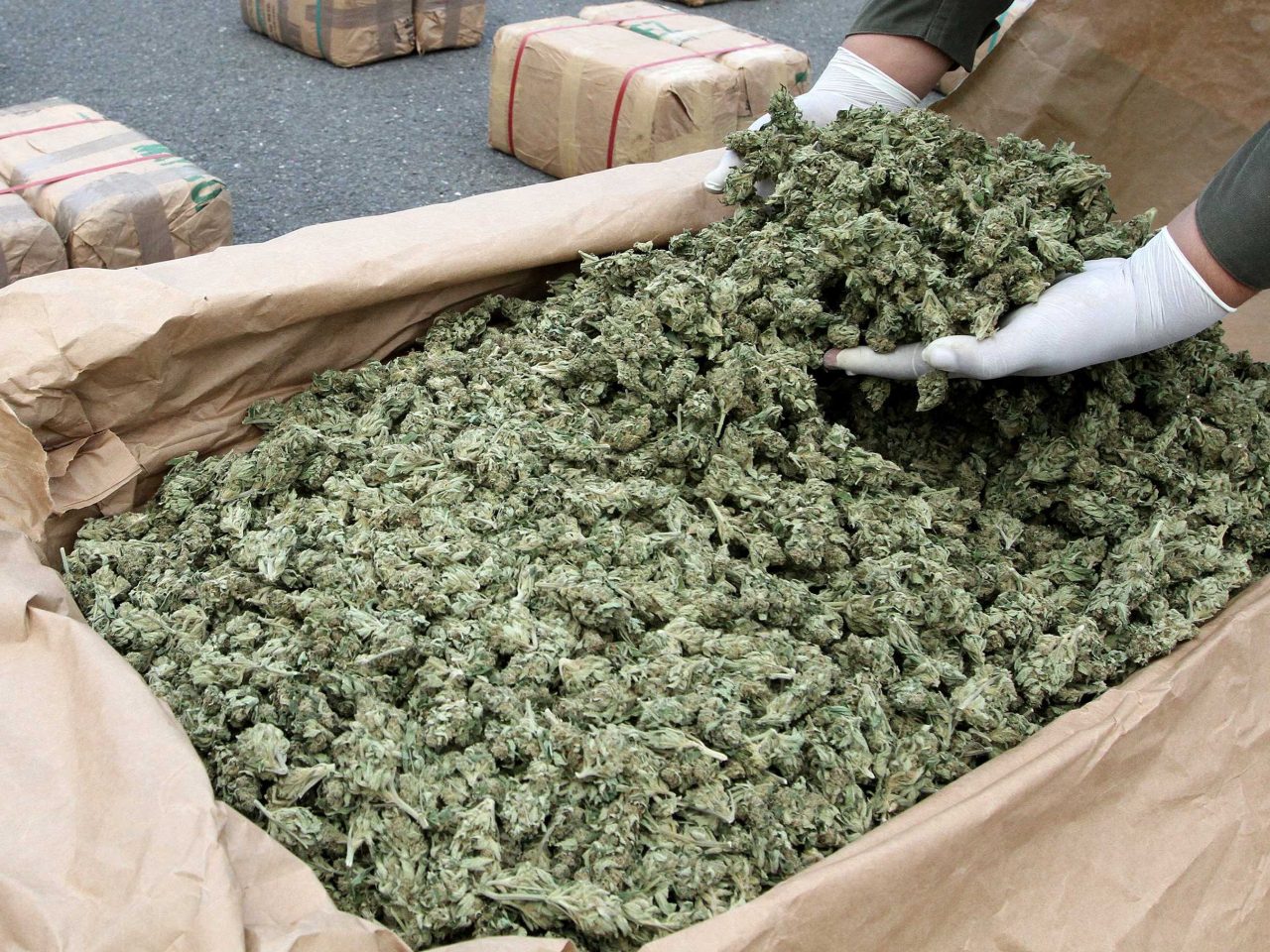 Spaccio a Milano dall’Albania: sequestrati 440 chili di marijuana e 10 di cocaina