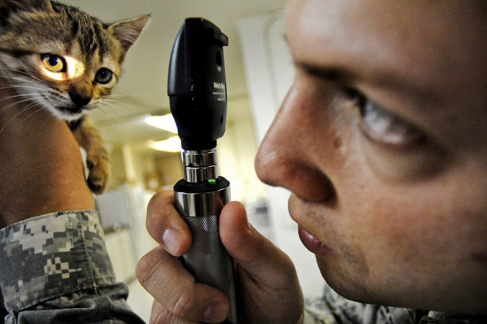 Il veterinario è importante per il benessere della famiglia