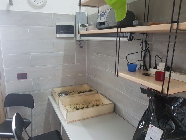 Vendeva marijuana nel suo negozio a San Giuliano Milanese