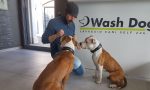 Wash Dog: un mondo di coccole per i vostri amici a 4 zampe