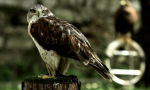 Una giornata fuoriporta: Castello di Vezio e l'arte della falconeria