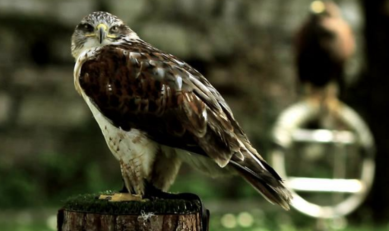 Una giornata fuoriporta: Castello di Vezio e l’arte della falconeria