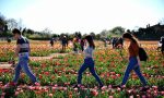 Campo di tulipani a Cornaredo | Via alla seconda edizione di Tulipani Italiani