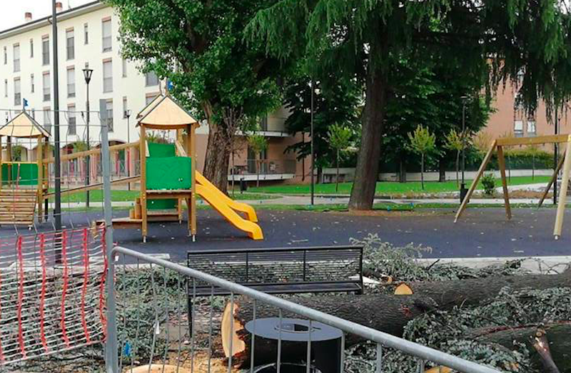Alberi tagliati è polemica social a Cesano Boscone