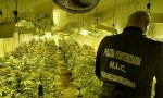 Scoperta piantagione di marijuana in un capannone a Cesano (FOTO)