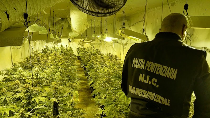 Scoperta piantagione di marijuana in un capannone a Cesano (FOTO)