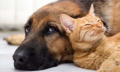 Boom di animali domestici, l'agenzia immobiliare crea il certificato pet friendly