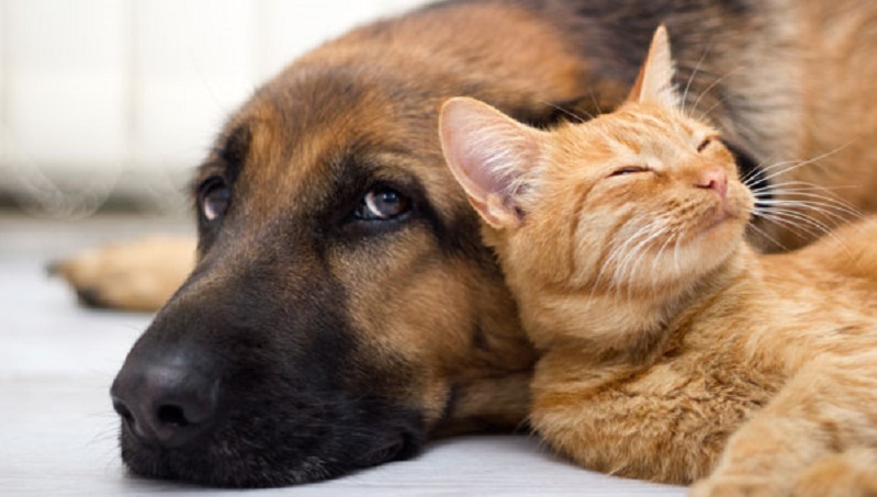 Boom di animali domestici, l’agenzia immobiliare crea il certificato pet friendly