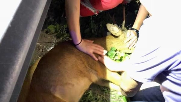 Capriolo investito vicino alla Tangenziale e salvato dai passanti