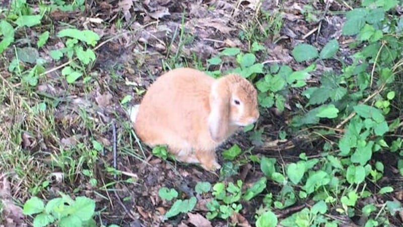 Abbandonano coniglio al parco, l’appello per metterlo in salvo