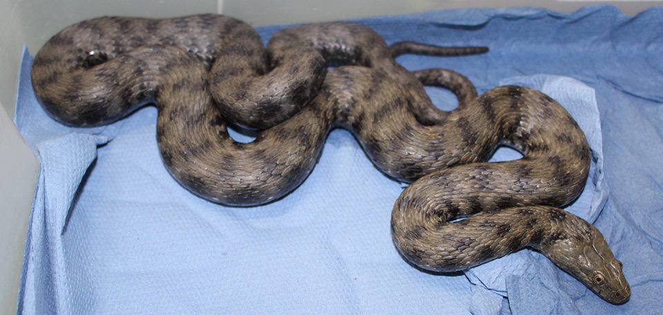 Paura in ditta a Rozzano: trovato serpente di quasi due metri