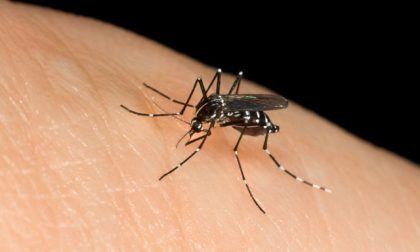 Rimedi contro le punture di zanzara