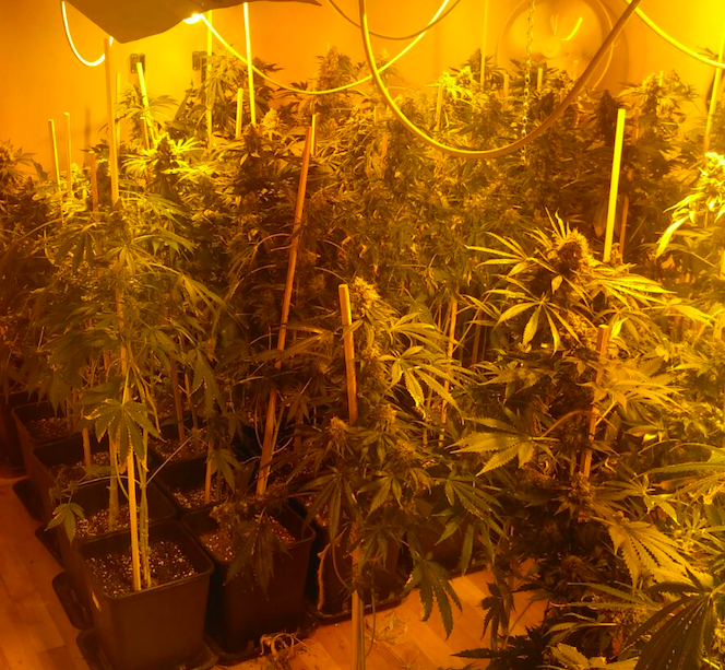 Coltivavano 87 piante di marijuana in casa in via Brunelleschi: arrestati