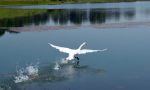 Torna a volare cigno con le ali tarpate  FOTO