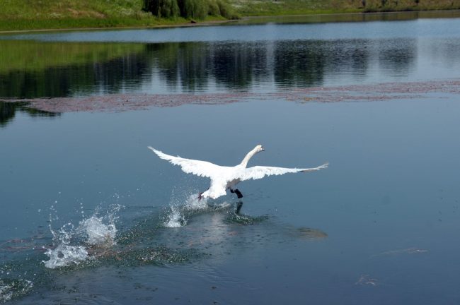 Torna a volare cigno con le ali tarpate  FOTO