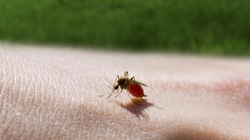 Muore a 47 anni nel lecchese per una puntura d’insetto