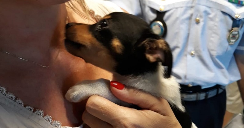 Due cuccioli abbandonati a Gudo, li salva la polizia locale – FOTO