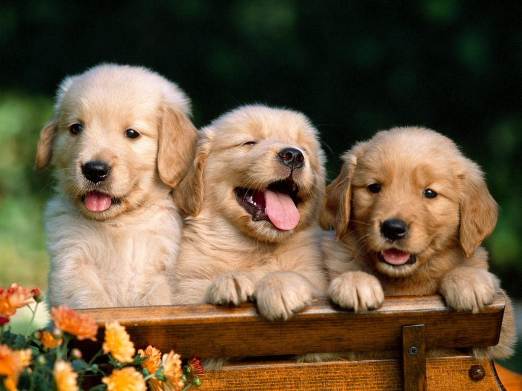 La convenzione europea per la salute degli animali