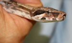 Trovato un piccolo boa in un locale cantina