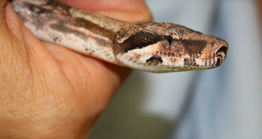 Trovato un piccolo boa in un locale cantina