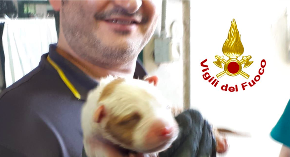 Cane intrappolato sotto una grata: lo salvano i vigili del fuoco – FOTO