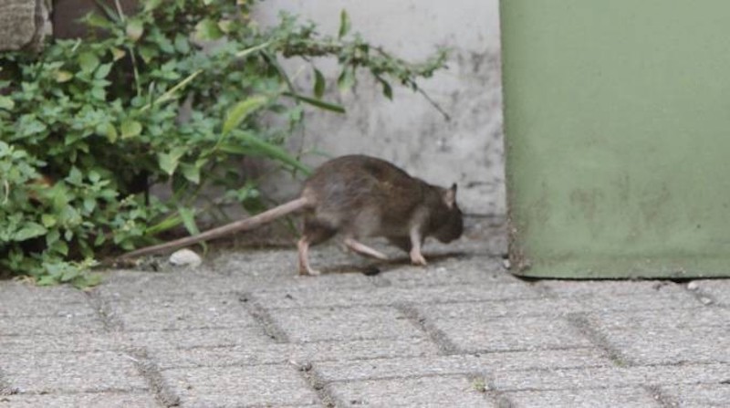 Topi e degrado in via 2 Giugno, Serve un intervento urgente