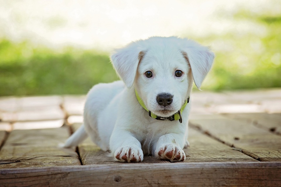 Alimentazione del cane, fondamentale per il benessere