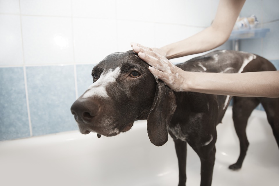 Toelettare i cani in estate? Meglio di no