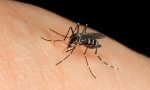 West Nile virus, secondo morto in Lombardia