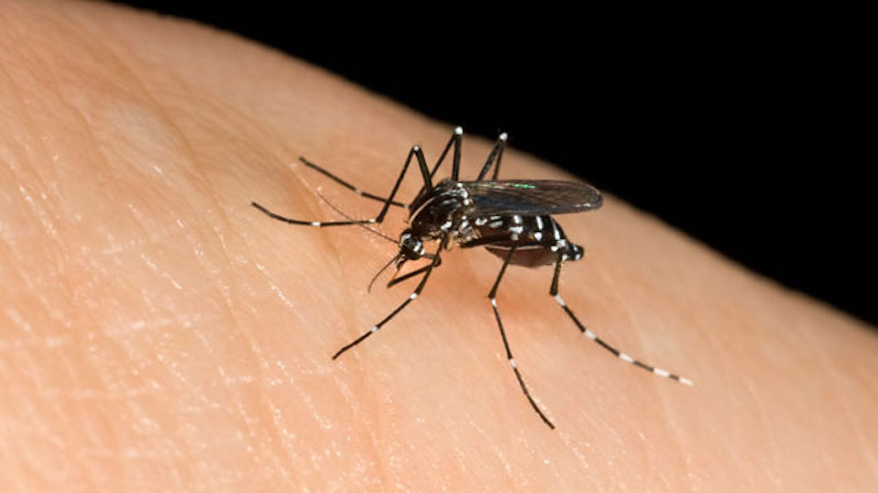 West Nile virus, secondo morto in Lombardia
