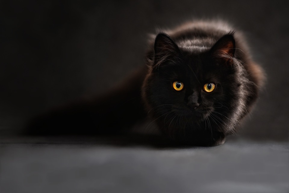 Perché sterilizzare i gatti fa bene? I benefici per la salute