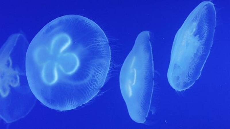 Meduse in mostra, viaggio alla scoperta di un universo trasparente