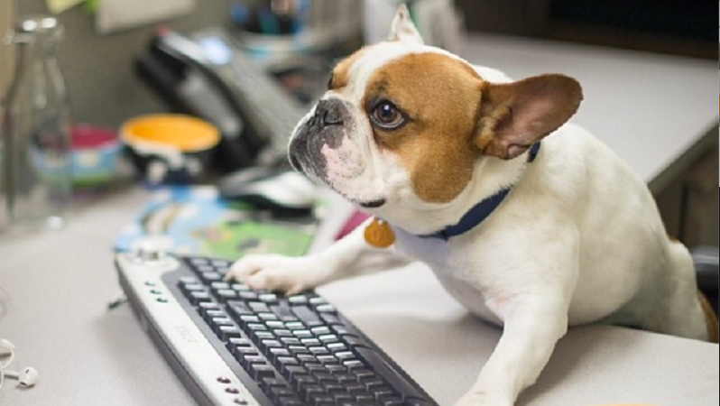 Cani e gatti in ufficio insieme ai dipendenti Ats: la Regione vara il regolamento