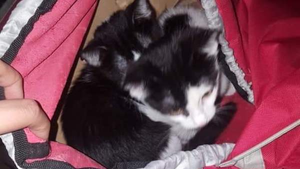 Due gattini abbandonati chiusi in un carrello davanti alla chiesa
