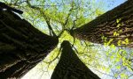 Un nuovo albero a Trezzano per ogni bimbo nato o adottato quest'anno.