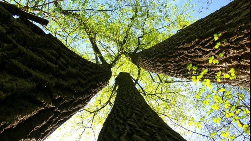 Un nuovo albero a Trezzano per ogni bimbo nato o adottato quest’anno.