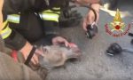 Cane salvato dall'incendio. Rianimato dai Vigli del fuoco VIDEO