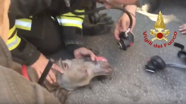 Cane salvato dall’incendio. Rianimato dai Vigli del fuoco VIDEO
