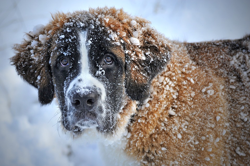 Come preparare i cani all’inverno