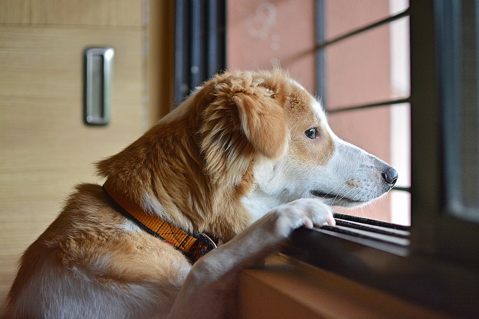Anziani e animali domestici contro la solitudine