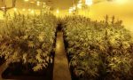 Coltivazione di marijuana casalinga… con solo 316 piante! VIDEO