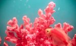 Colore Pantone 2019, ora tocca al Living Coral