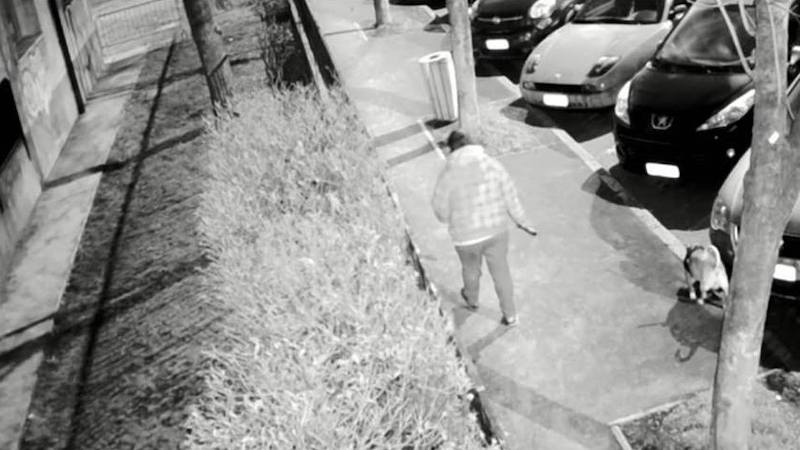 Cane sporca e la padrona non raccoglie: beccata dalle telecamere